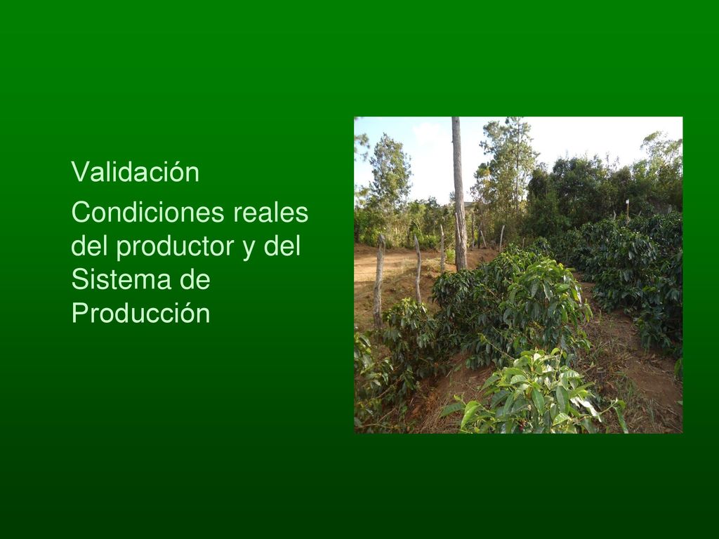 Validación Condiciones reales del productor y del Sistema de Producción