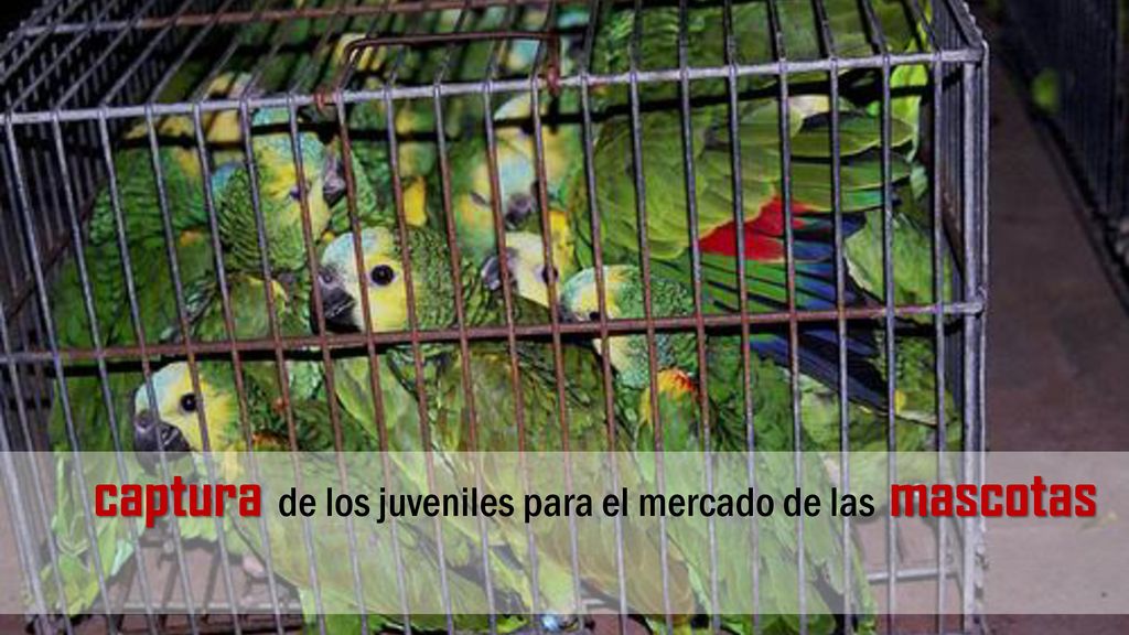 captura de los juveniles para el mercado de las mascotas