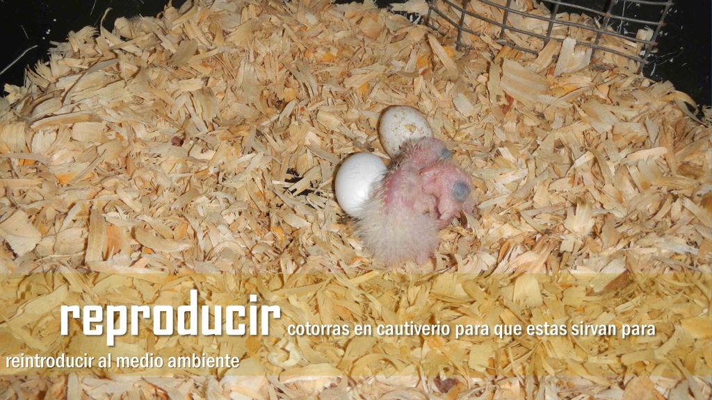 reproducir cotorras en cautiverio para que estas sirvan para reintroducir al medio ambiente