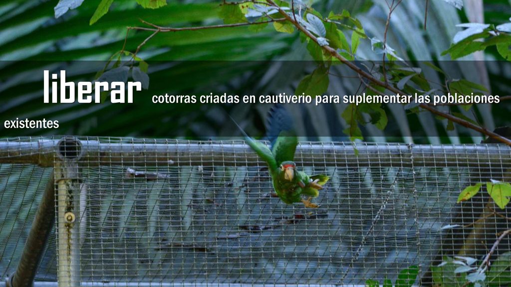 liberar cotorras criadas en cautiverio para suplementar las poblaciones existentes