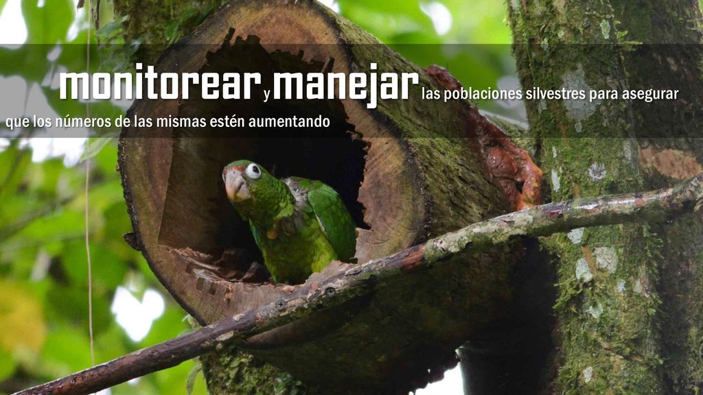 monitorear y manejar las poblaciones silvestres para asegurar que los números de las mismas estén aumentando