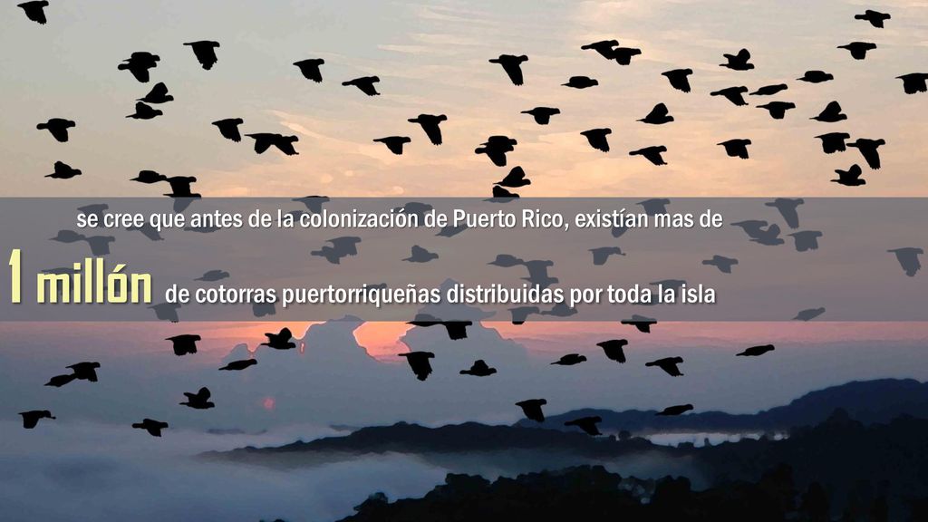 1 millón de cotorras puertorriqueñas distribuidas por toda la isla