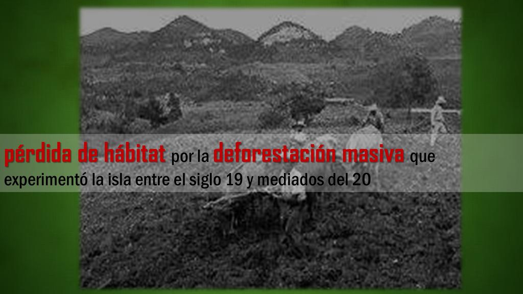 pérdida de hábitat por la deforestación masiva que experimentó la isla entre el siglo 19 y mediados del 20