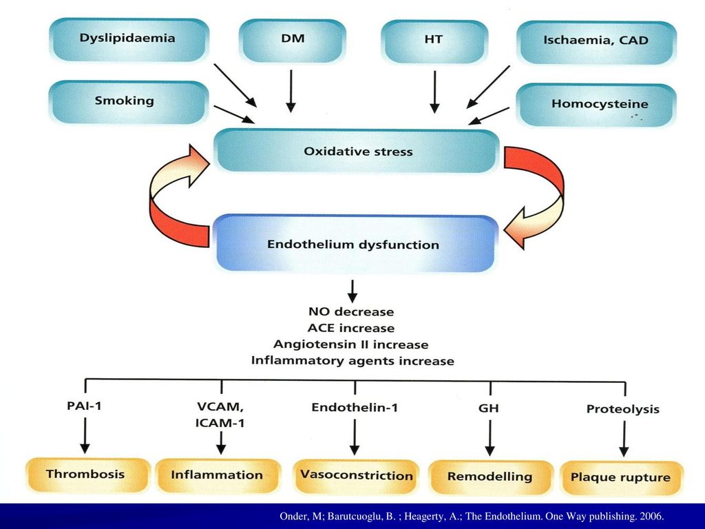 Onder, M; Barutcuoglu, B. ; Heagerty, A. ; The Endothelium