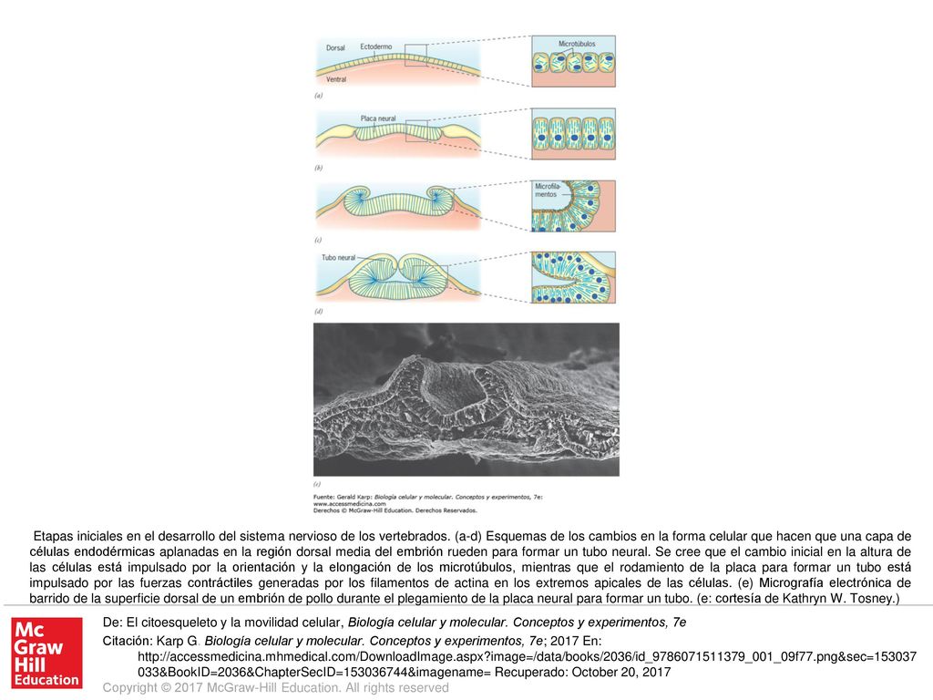 Etapas iniciales en el desarrollo del sistema nervioso de los vertebrados. (a-d) Esquemas de los cambios en la forma celular que hacen que una capa de células endodérmicas aplanadas en la región dorsal media del embrión rueden para formar un tubo neural. Se cree que el cambio inicial en la altura de las células está impulsado por la orientación y la elongación de los microtúbulos, mientras que el rodamiento de la placa para formar un tubo está impulsado por las fuerzas contráctiles generadas por los filamentos de actina en los extremos apicales de las células. (e) Micrografía electrónica de barrido de la superficie dorsal de un embrión de pollo durante el plegamiento de la placa neural para formar un tubo. (e: cortesía de Kathryn W. Tosney.)