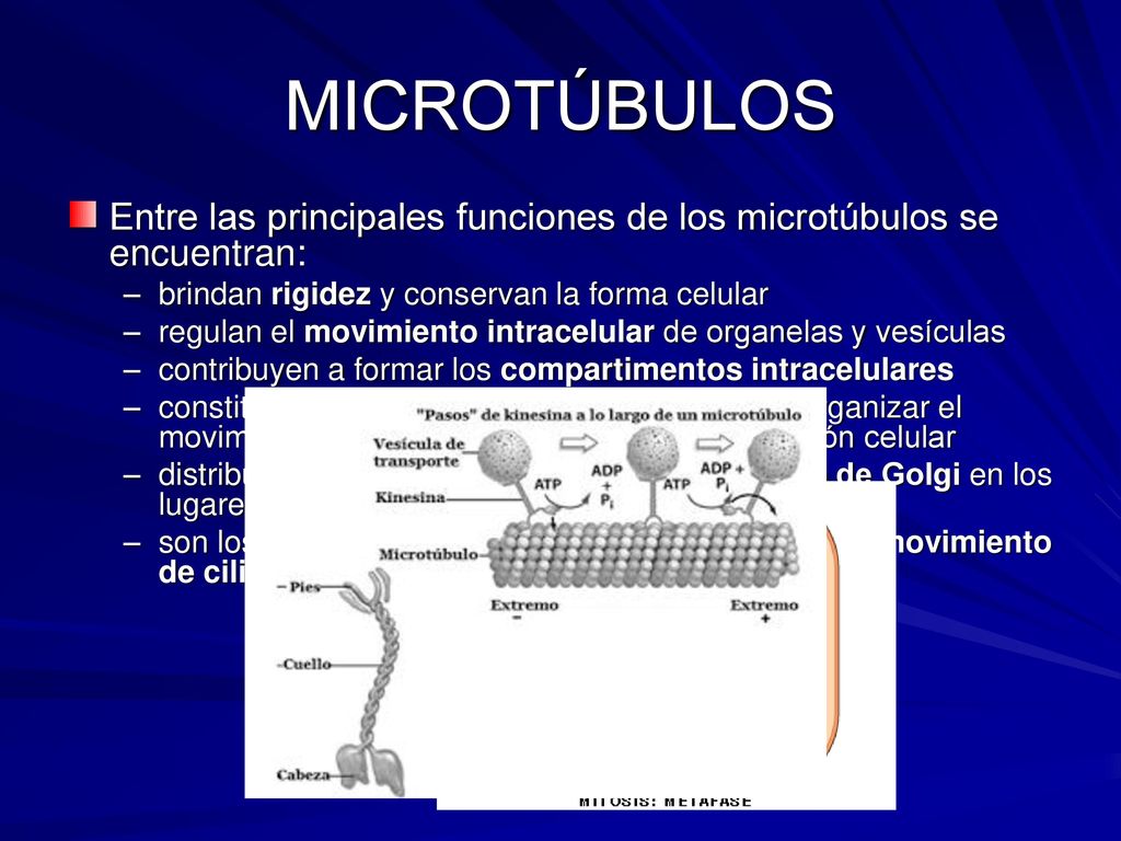 MICROTÚBULOS Entre las principales funciones de los microtúbulos se encuentran: brindan rigidez y conservan la forma celular.