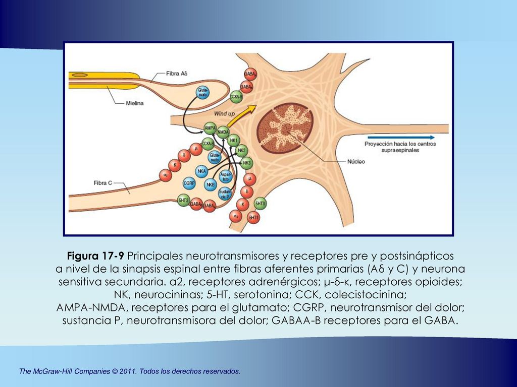 Figura 17-9 Principales neurotransmisores y receptores pre y postsinápticos