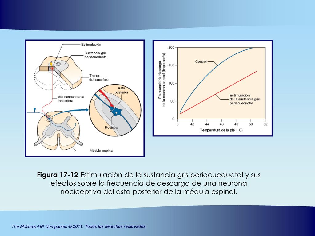 Figura Estimulación de la sustancia gris periacueductal y sus efectos sobre la frecuencia de descarga de una neurona nociceptiva del asta posterior de la médula espinal.