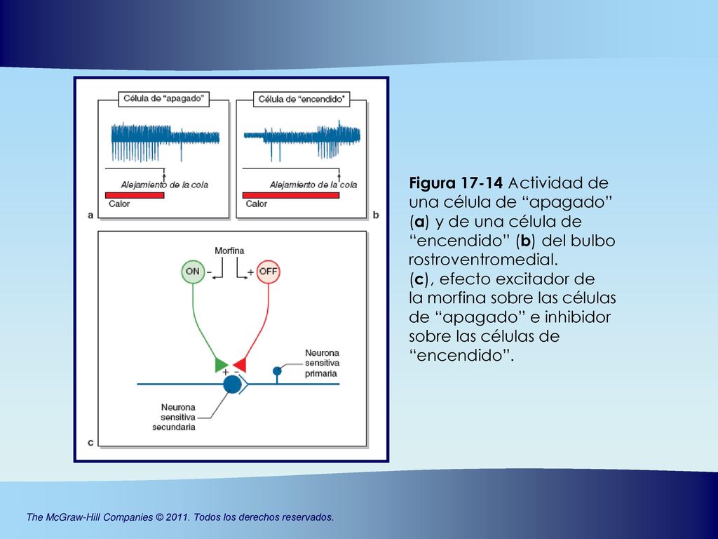 Figura Actividad de una célula de apagado (a) y de una célula de encendido (b) del bulbo rostroventromedial. (c), efecto excitador de