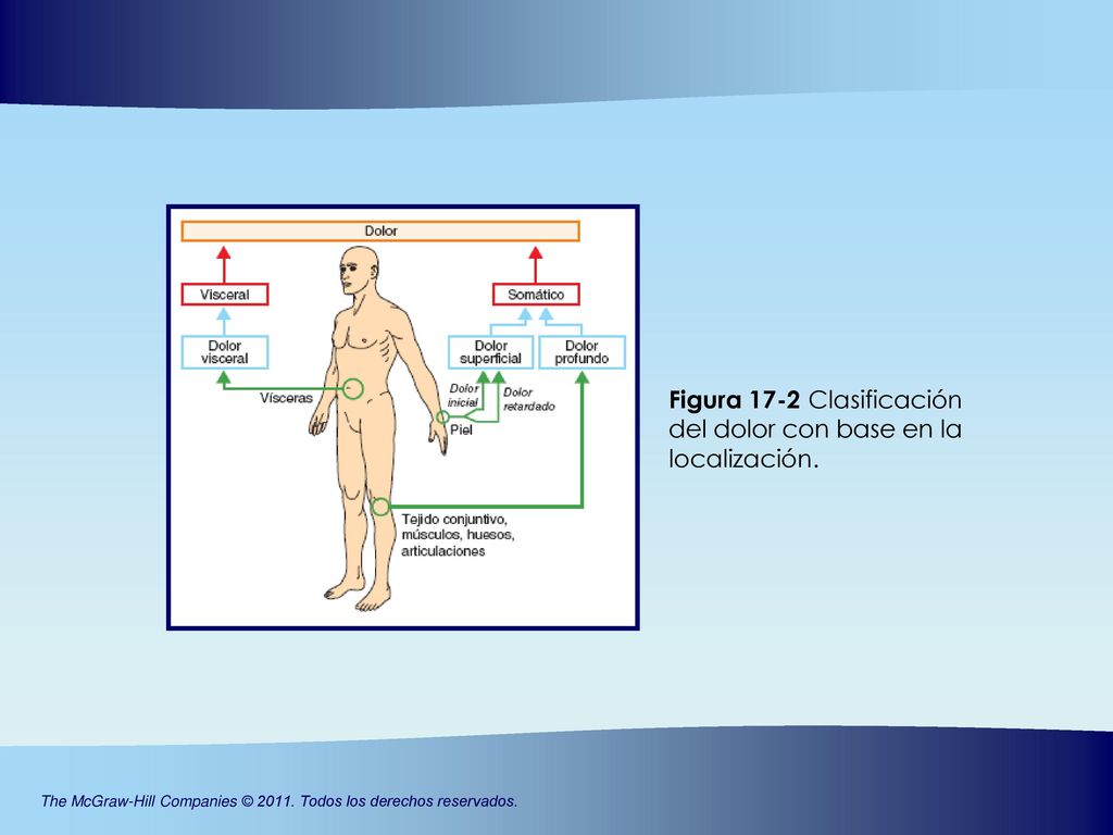 Figura 17-2 Clasificación del dolor con base en la localización.