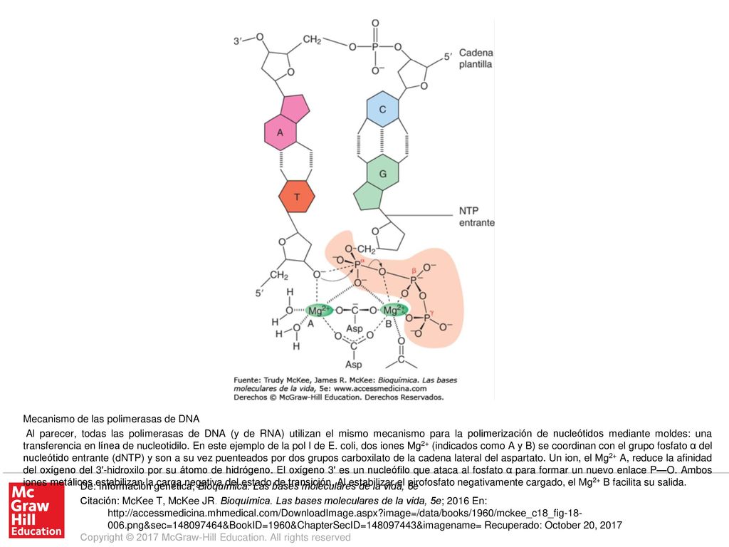 Al parecer, todas las polimerasas de DNA (y de RNA) utilizan el mismo mecanismo para la polimerización de nucleótidos mediante moldes: una transferencia en línea de nucleotidilo. En este ejemplo de la pol I de E. coli, dos iones Mg2+ (indicados como A y B) se coordinan con el grupo fosfato α del nucleótido entrante (dNTP) y son a su vez puenteados por dos grupos carboxilato de la cadena lateral del aspartato. Un ion, el Mg2+ A, reduce la afinidad del oxígeno del 3′-hidroxilo por su átomo de hidrógeno. El oxígeno 3′ es un nucleófilo que ataca al fosfato α para formar un nuevo enlace P—O. Ambos iones metálicos estabilizan la carga negativa del estado de transición. Al estabilizar el pirofosfato negativamente cargado, el Mg2+ B facilita su salida.