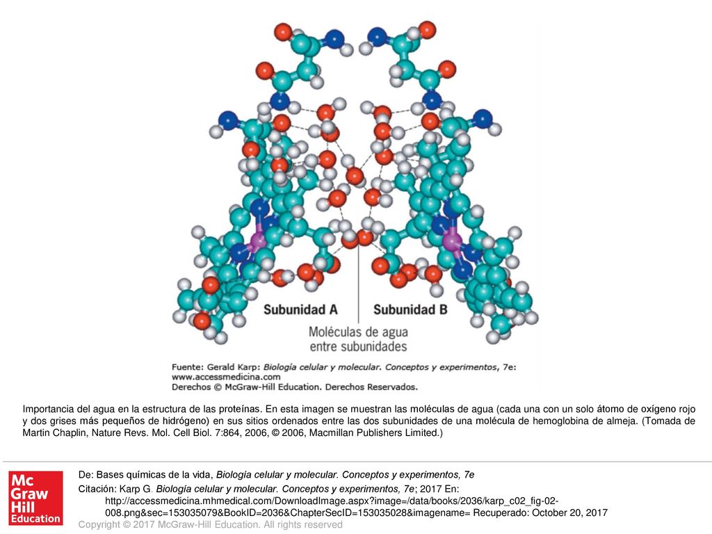 Importancia del agua en la estructura de las proteínas