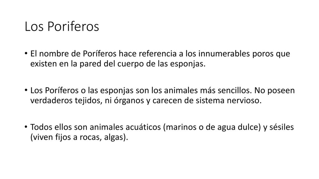 Los Poriferos El nombre de Poríferos hace referencia a los innumerables poros que existen en la pared del cuerpo de las esponjas.