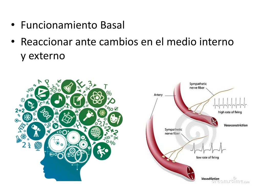Funcionamiento Basal Reaccionar ante cambios en el medio interno y externo
