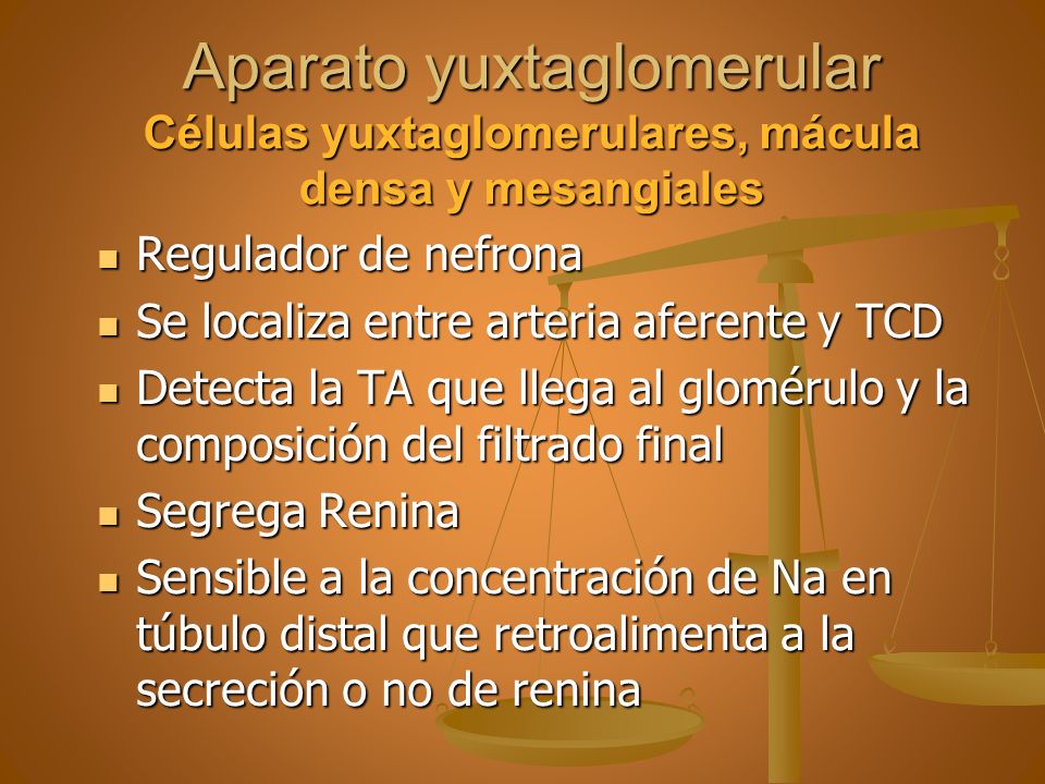 Aparato yuxtaglomerular Células yuxtaglomerulares, mácula densa y mesangiales