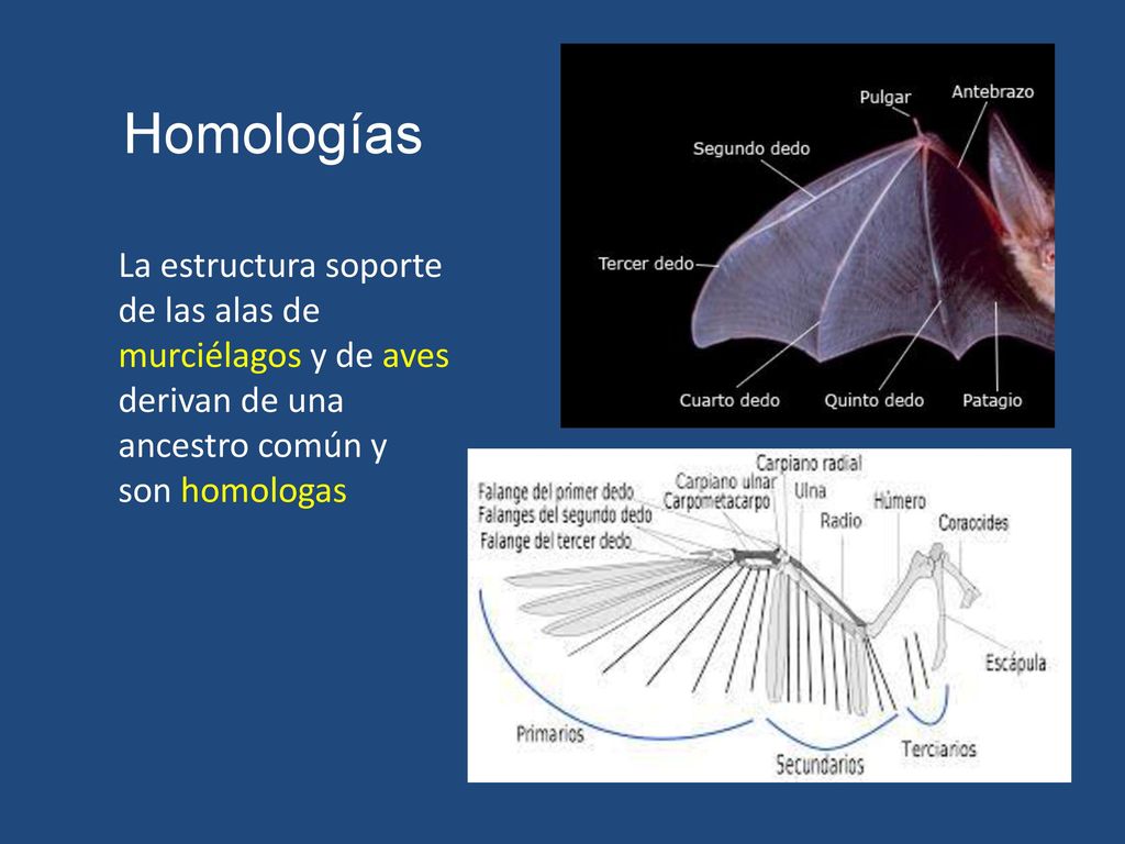 Homologías La estructura soporte de las alas de murciélagos y de aves derivan de una ancestro común y son homologas.
