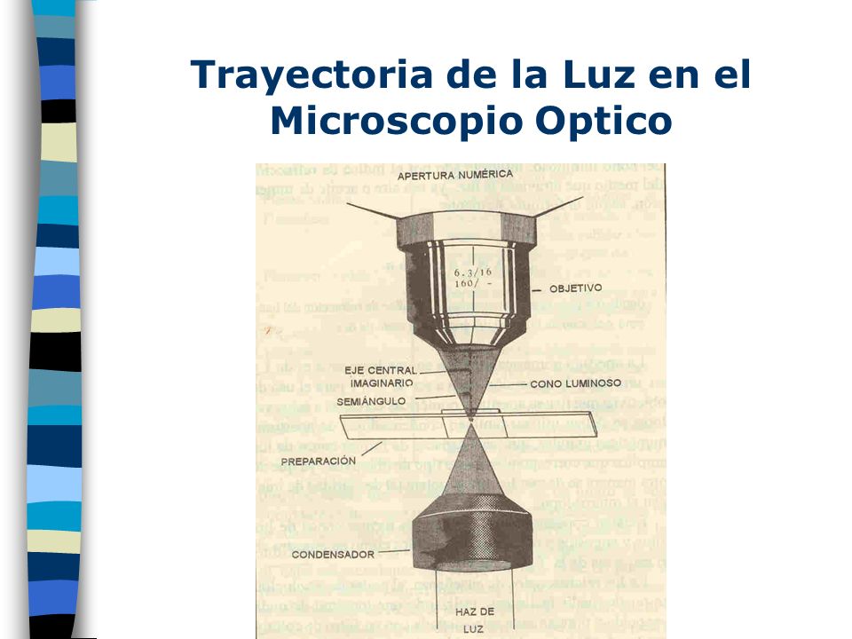 Trayectoria de la Luz en el Microscopio Optico