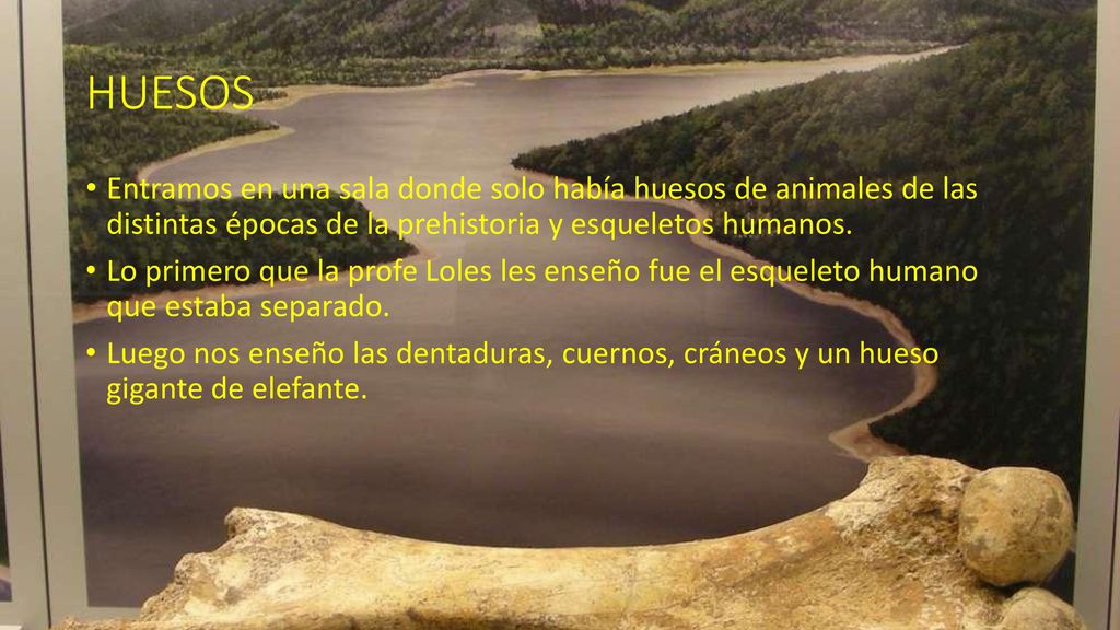 HUESOS Entramos en una sala donde solo había huesos de animales de las distintas épocas de la prehistoria y esqueletos humanos.