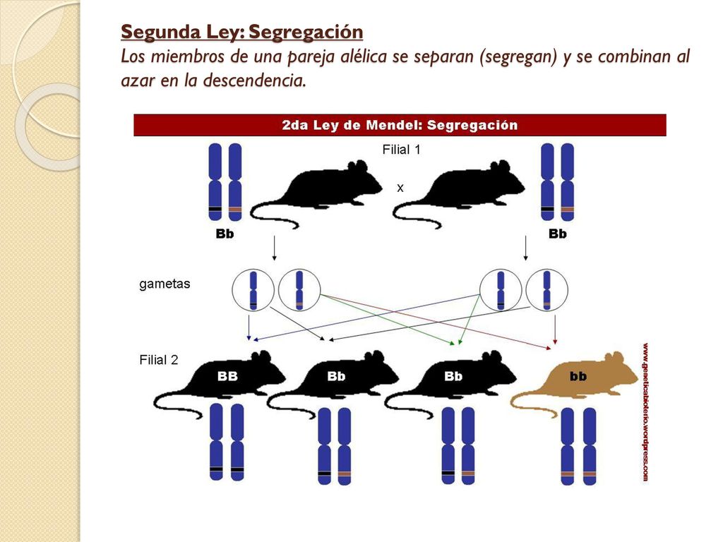 Segunda Ley: Segregación Los miembros de una pareja alélica se separan (segregan) y se combinan al azar en la descendencia.