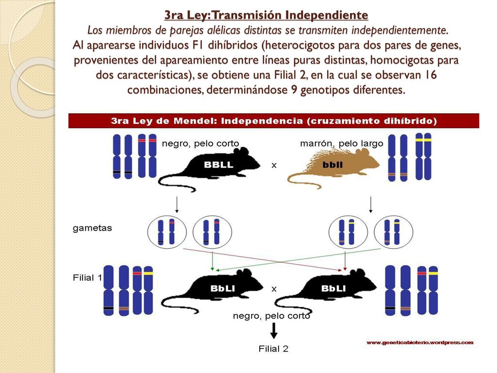 3ra Ley: Transmisión Independiente Los miembros de parejas alélicas distintas se transmiten independientemente.