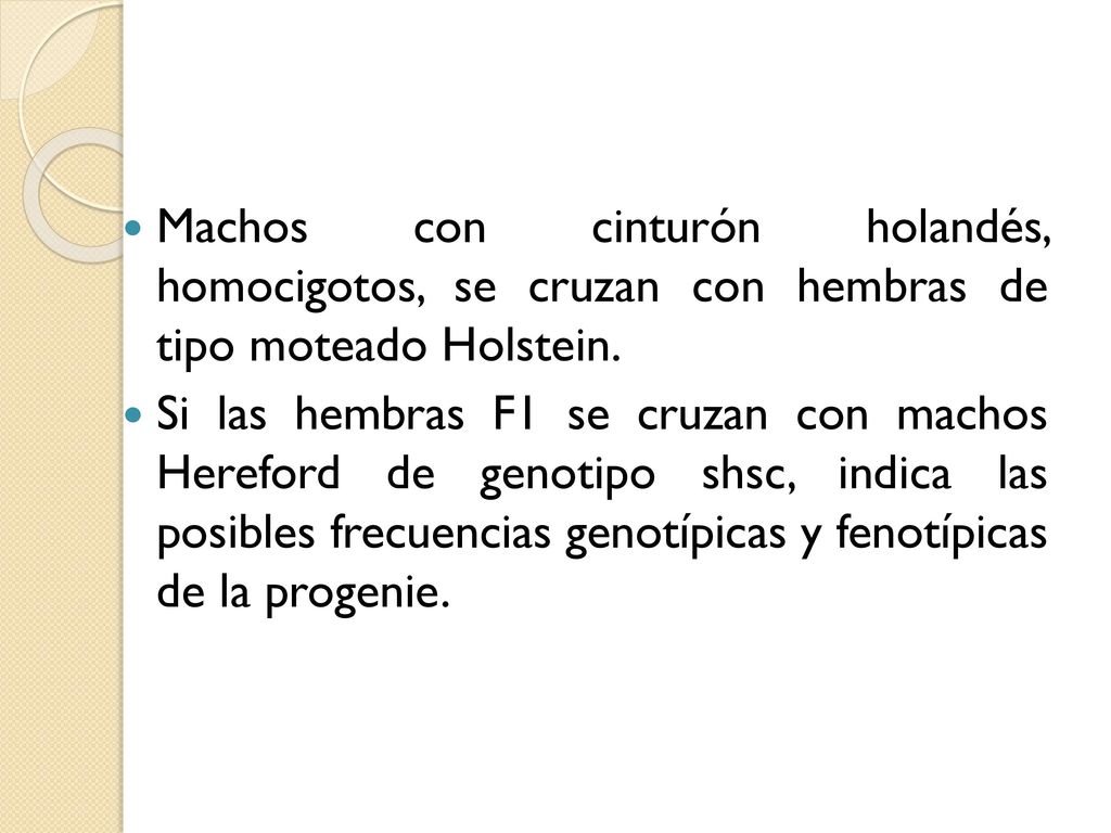 Machos con cinturón holandés, homocigotos, se cruzan con hembras de tipo moteado Holstein.