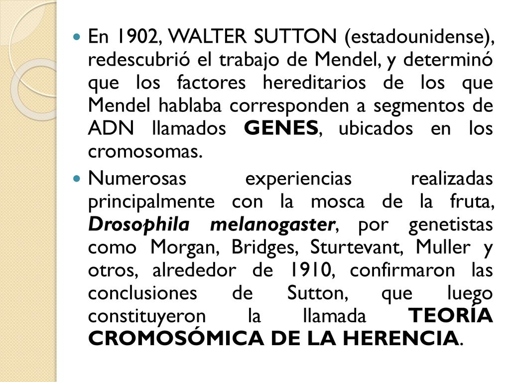 En 1902, WALTER SUTTON (estadounidense), redescubrió el trabajo de Mendel, y determinó que los factores hereditarios de los que Mendel hablaba corresponden a segmentos de ADN llamados GENES, ubicados en los cromosomas.