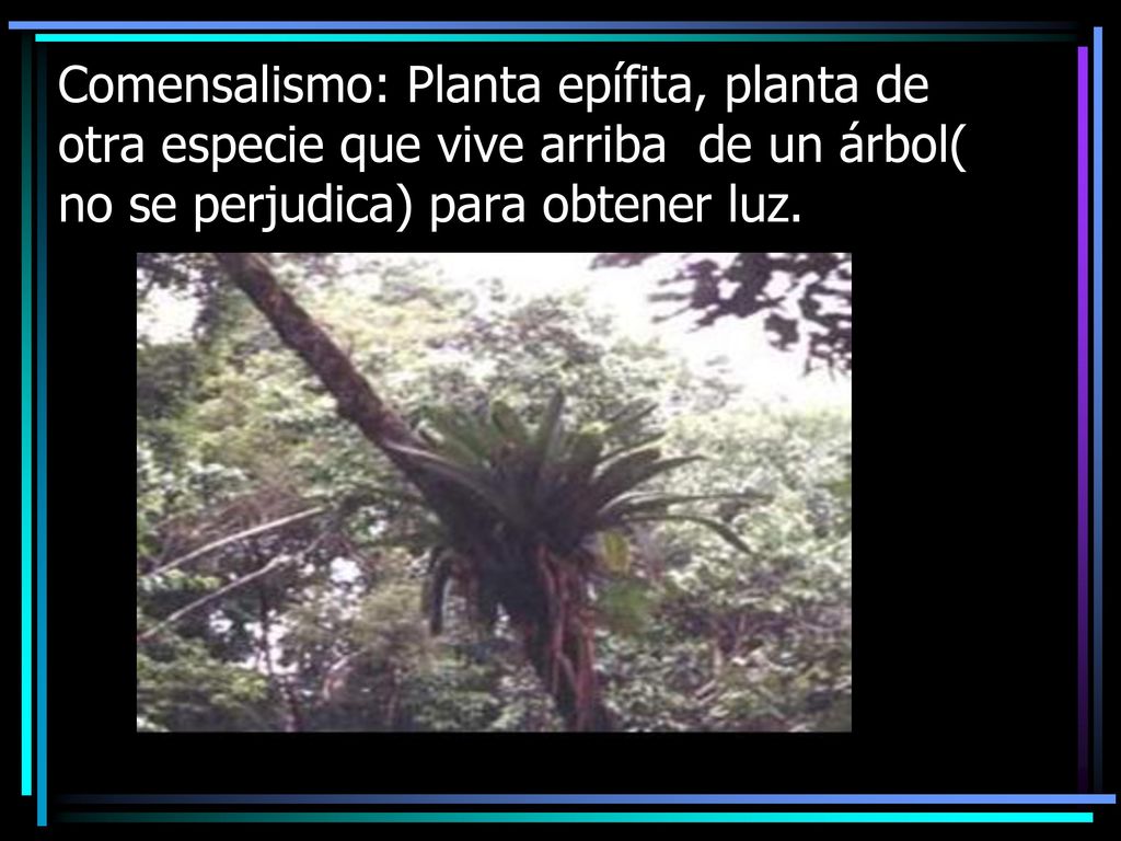 Comensalismo: Planta epífita, planta de otra especie que vive arriba de un árbol( no se perjudica) para obtener luz.