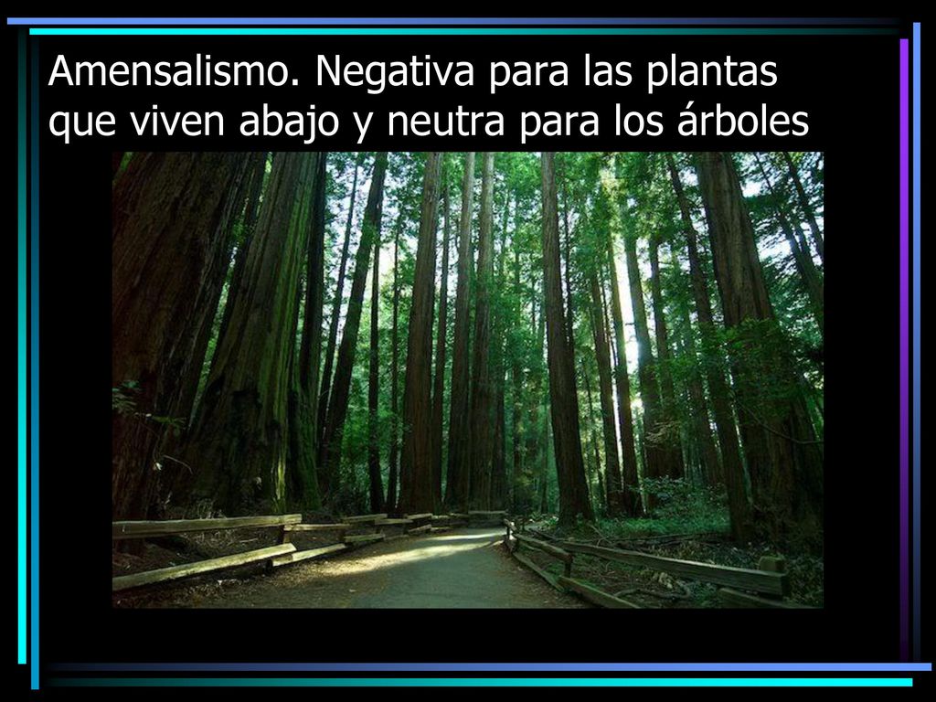 Amensalismo. Negativa para las plantas que viven abajo y neutra para los árboles