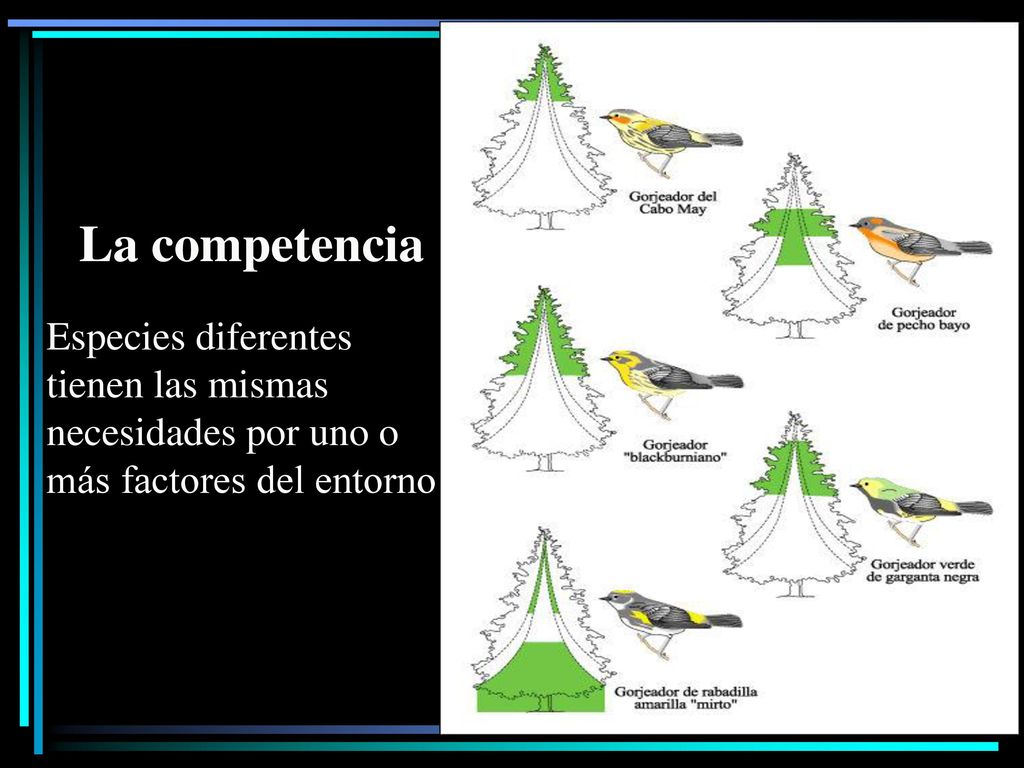 : La competencia. Especies diferentes tienen las mismas necesidades por uno o más factores del entorno.
