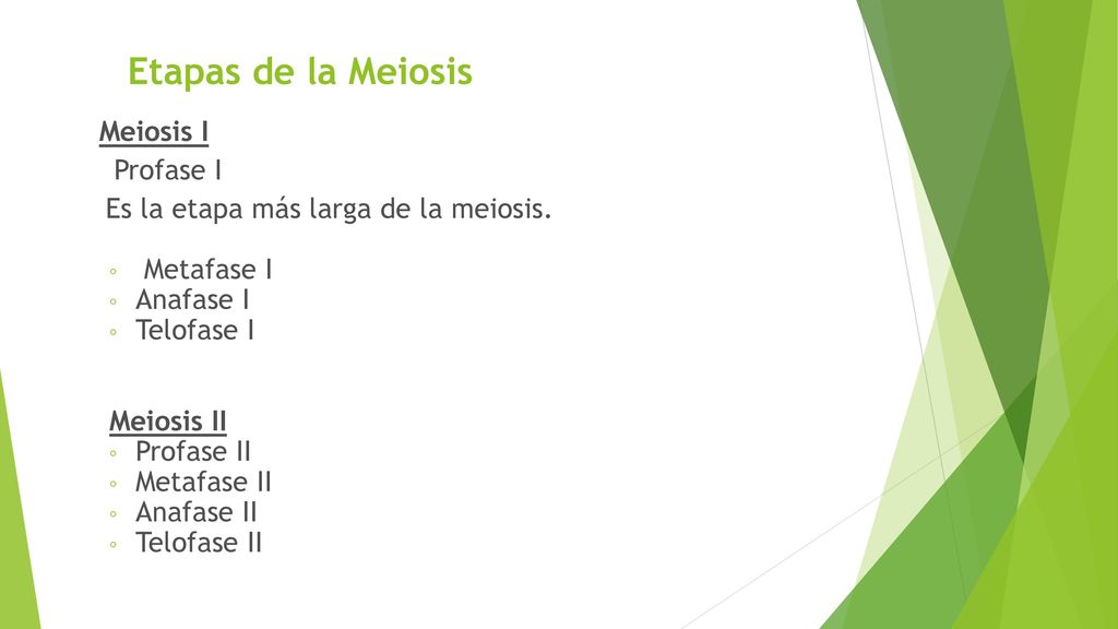 Etapas de la Meiosis Profase I Es la etapa más larga de la meiosis.