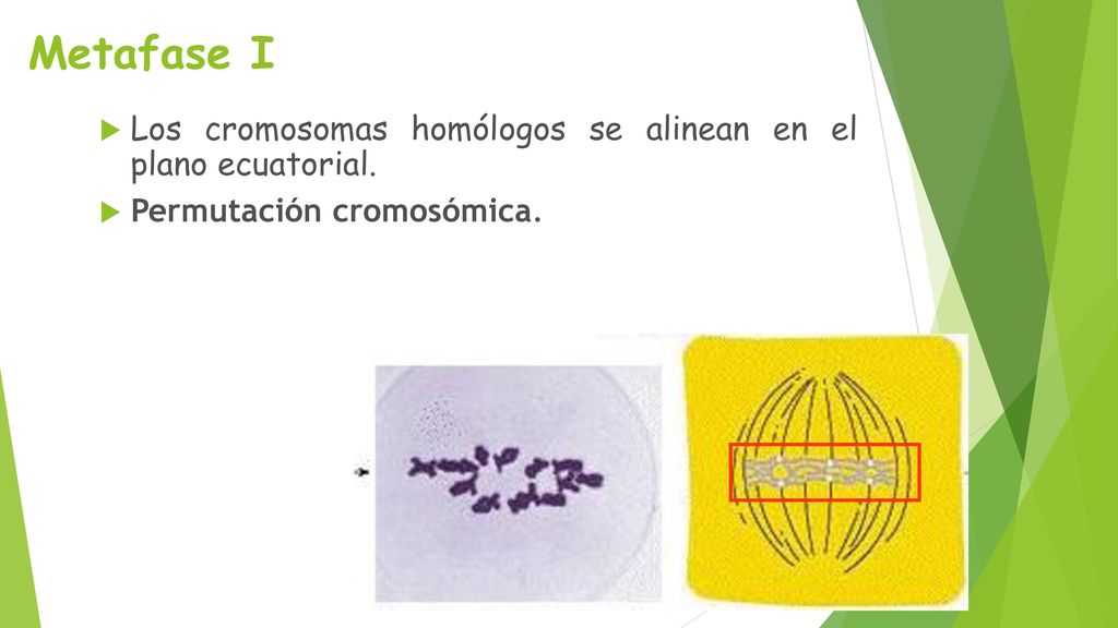 Metafase I Los cromosomas homólogos se alinean en el plano ecuatorial.
