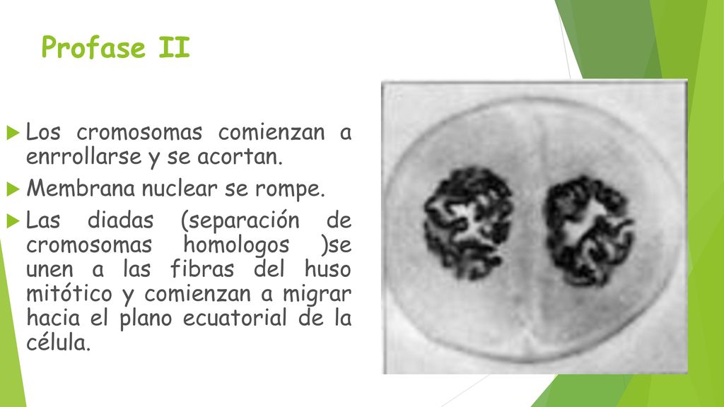 Profase II Los cromosomas comienzan a enrrollarse y se acortan.