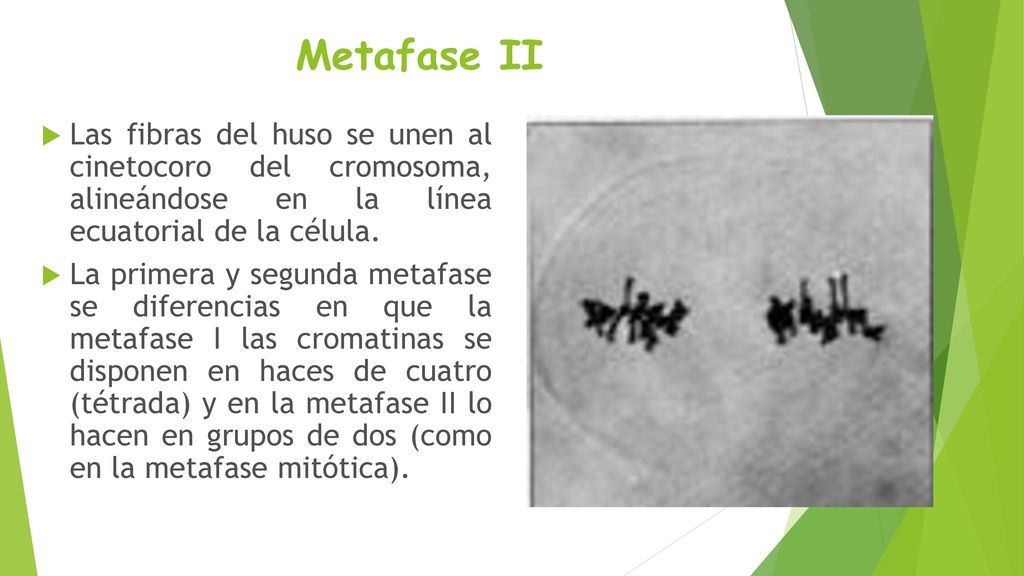 Metafase II Las fibras del huso se unen al cinetocoro del cromosoma, alineándose en la línea ecuatorial de la célula.