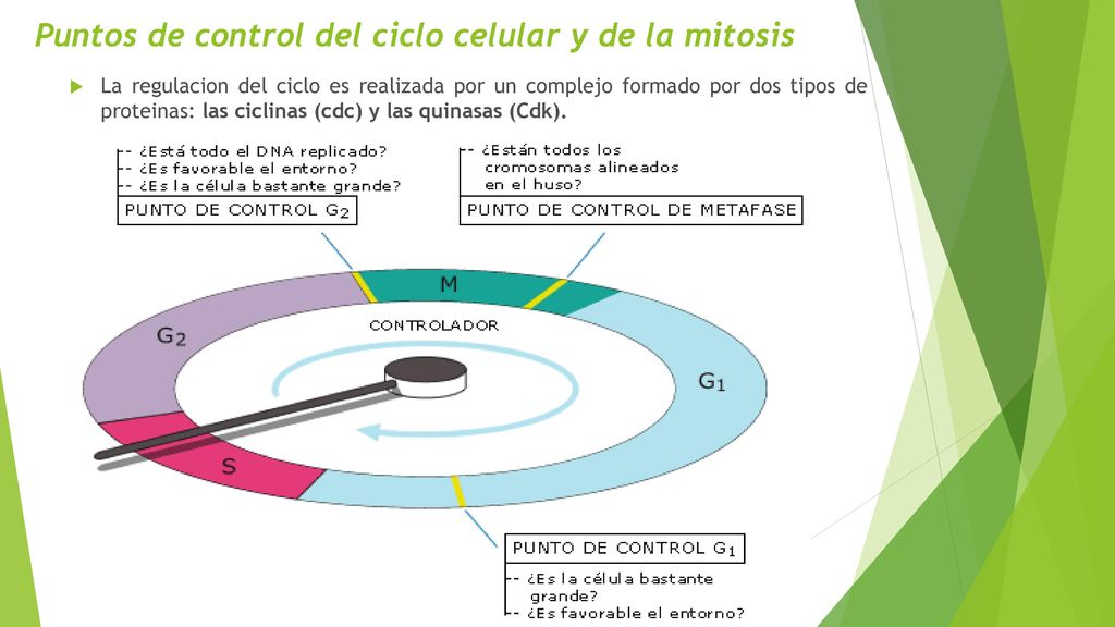 Puntos de control del ciclo celular y de la mitosis