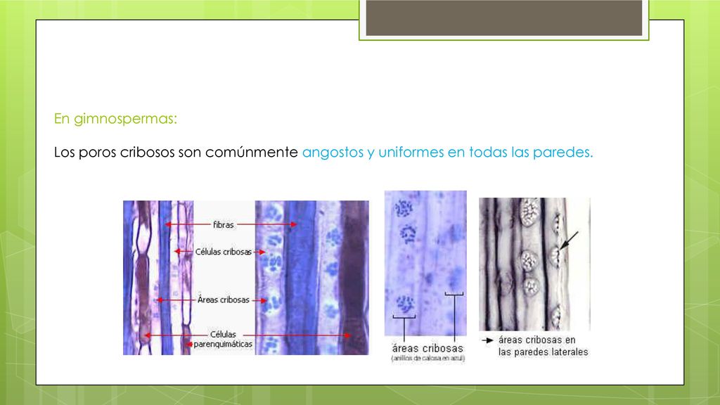 En gimnospermas: Los poros cribosos son comúnmente angostos y uniformes en todas las paredes.