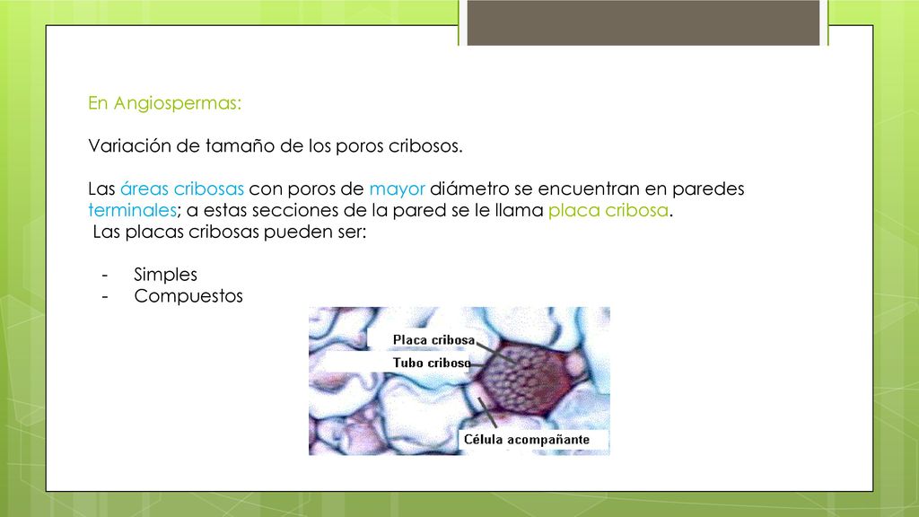 En Angiospermas: Variación de tamaño de los poros cribosos.