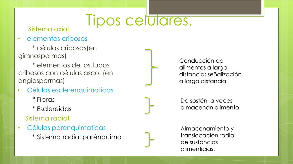 Tipos celulares. Sistema axial elementos cribosos