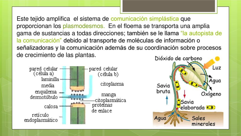 Este tejido amplifica el sistema de comunicación simplástica que proporcionan los plasmodesmos. En el floema se transporta una amplia gama de sustancias a todas direcciones; también se le llama la autopista de la comunicación debido al transporte de moléculas de información o señalizadoras y la comunicación además de su coordinación sobre procesos de crecimiento de las plantas.