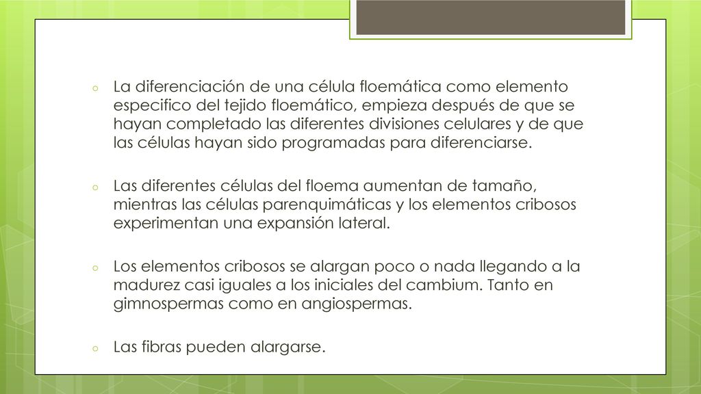 La diferenciación de una célula floemática como elemento especifico del tejido floemático, empieza después de que se hayan completado las diferentes divisiones celulares y de que las células hayan sido programadas para diferenciarse.