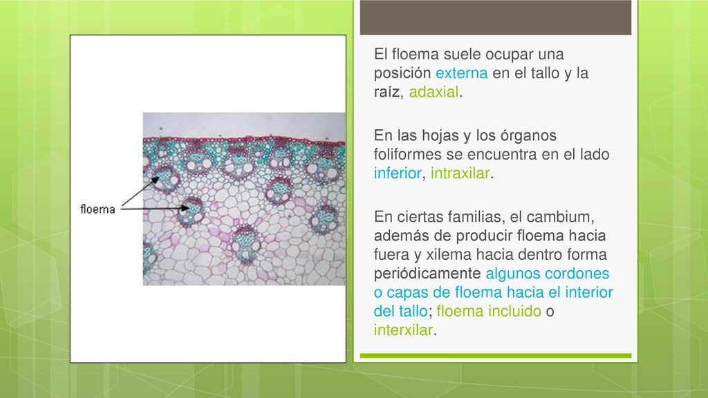 El floema suele ocupar una posición externa en el tallo y la raíz, adaxial.