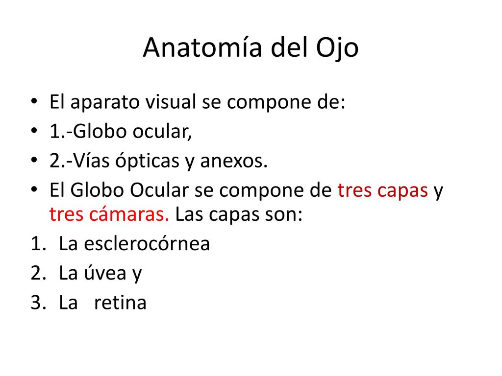 Anatomía del Ojo El aparato visual se compone de: 1.-Globo ocular,