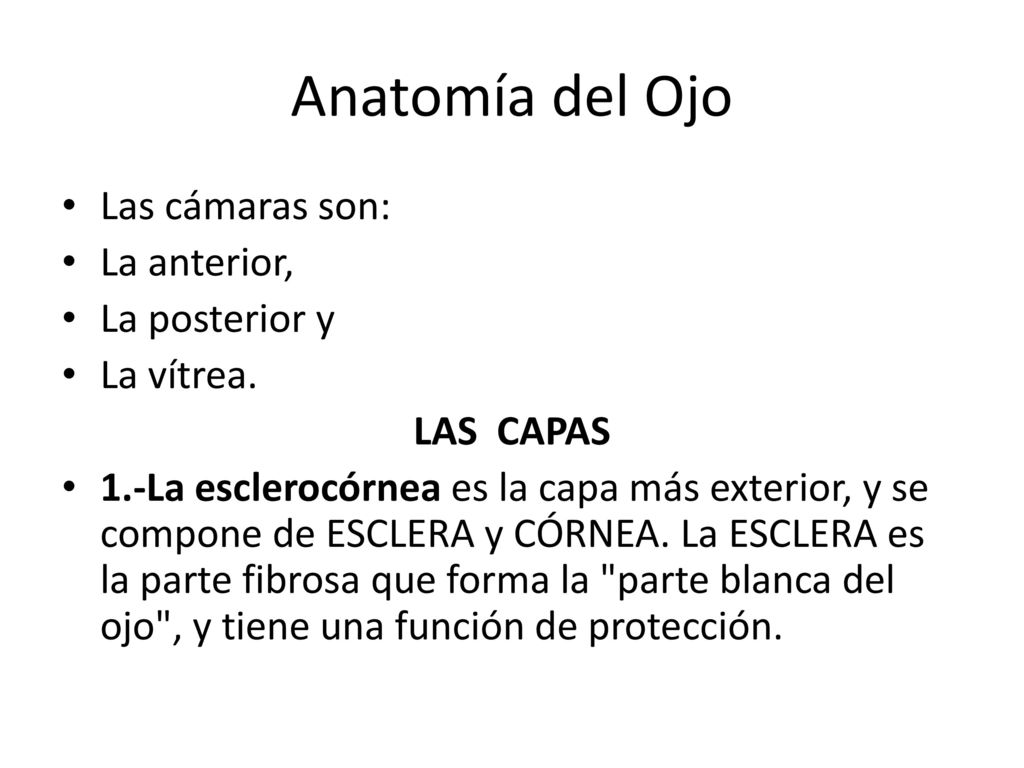 Anatomía del Ojo Las cámaras son: La anterior, La posterior y