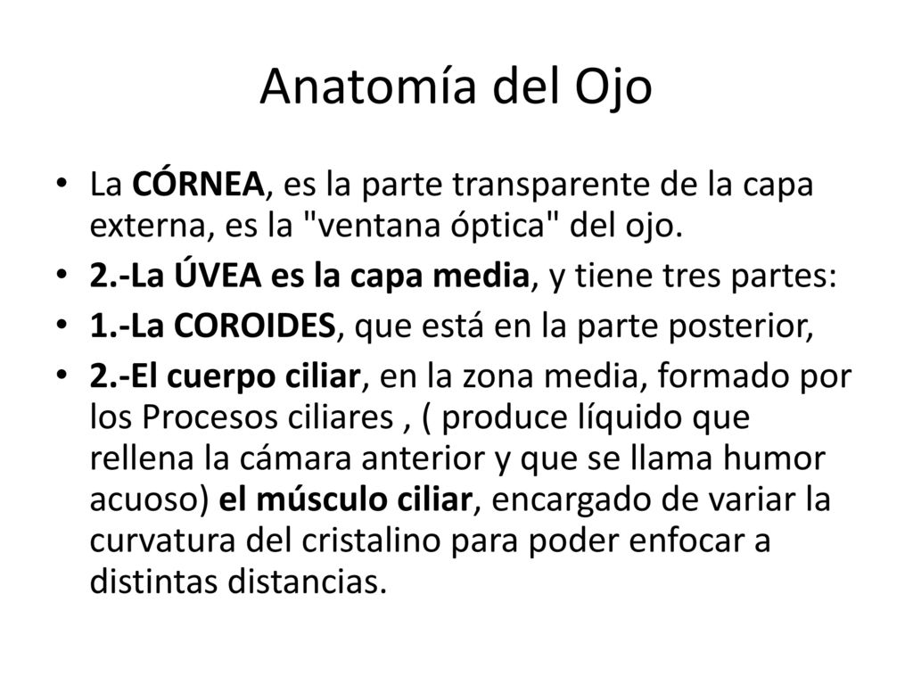 Anatomía del Ojo La CÓRNEA, es la parte transparente de la capa externa, es la ventana óptica del ojo.