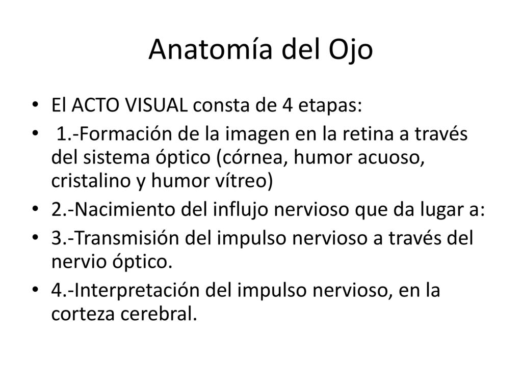 Anatomía del Ojo El ACTO VISUAL consta de 4 etapas: