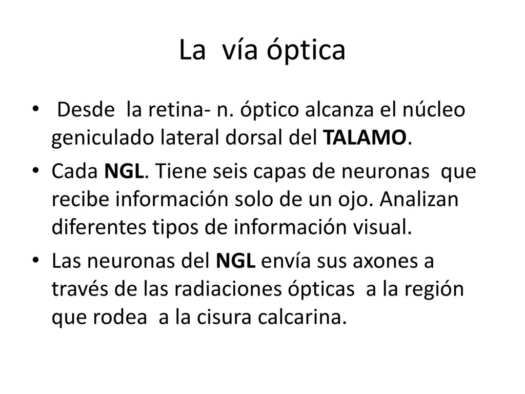 La vía óptica Desde la retina- n. óptico alcanza el núcleo geniculado lateral dorsal del TALAMO.