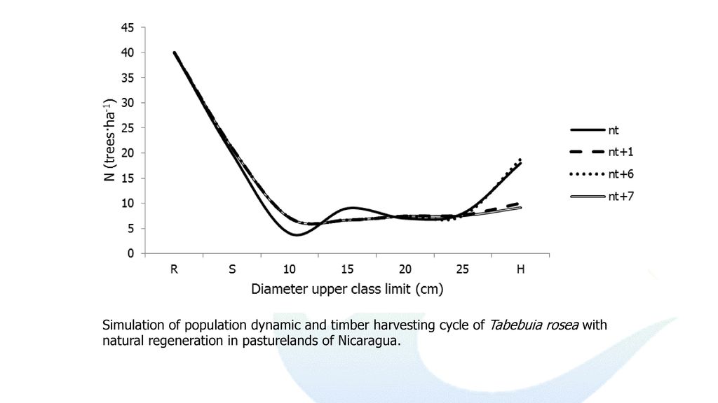 Simulation of population dynamic and timber harvesting cycle of Tabebuia rosea with natural regeneration in pasturelands of Nicaragua.