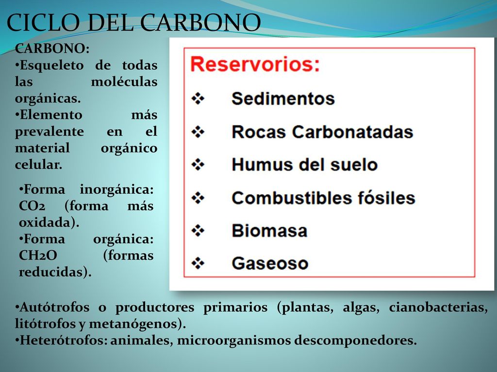 CICLO DEL CARBONO CARBONO: Esqueleto de todas las moléculas orgánicas.