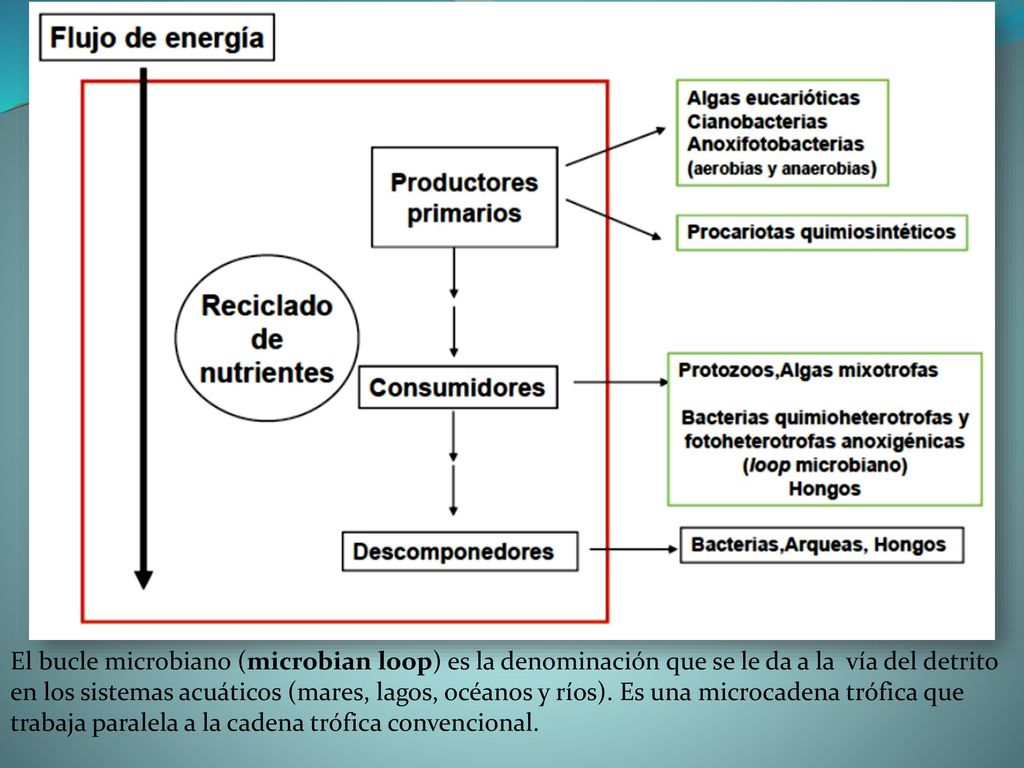 Bacterias verdes del asufre: son Anoxifotobacterias que utilizan como donadores de electrones SH2 y a veces SO4 2- (no el oxígeno).