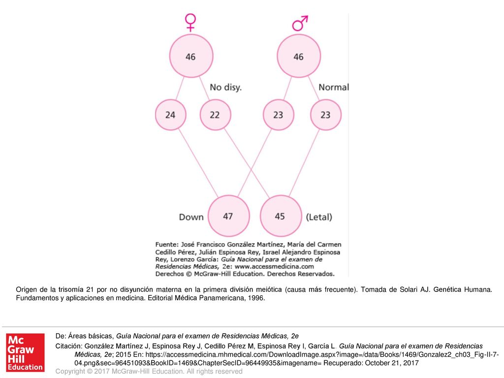 Origen de la trisomía 21 por no disyunción materna en la primera división meiótica (causa más frecuente). Tomada de Solari AJ. Genética Humana. Fundamentos y aplicaciones en medicina. Editorial Médica Panamericana, 1996.
