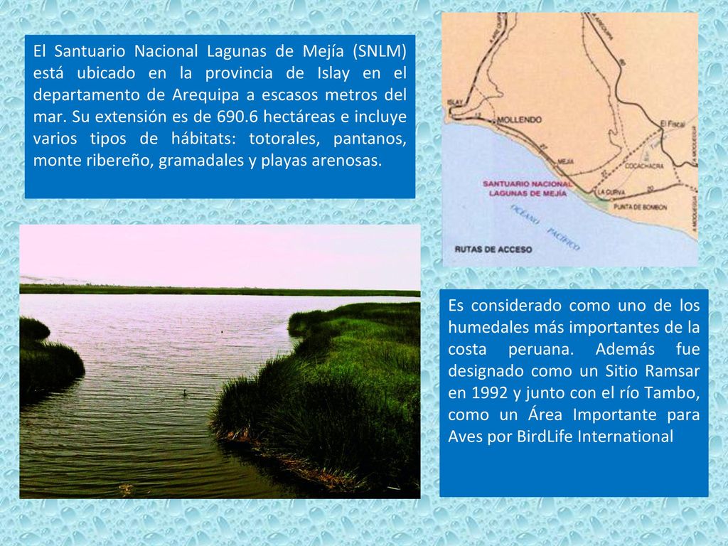 El Santuario Nacional Lagunas de Mejía (SNLM) está ubicado en la provincia de Islay en el departamento de Arequipa a escasos metros del mar. Su extensión es de hectáreas e incluye varios tipos de hábitats: totorales, pantanos, monte ribereño, gramadales y playas arenosas.